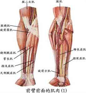 肌肉3d人体解剖图 全身肌肉组织解剖图,值得收藏!