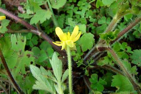 肝硬化腹水能吃草莓吗 （转载） 肝硬化腹水的克星神奇草（毛莨）（转发功德无量）