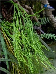 蕨类植物 蕨类  松叶蕨(Psilotum nudum)