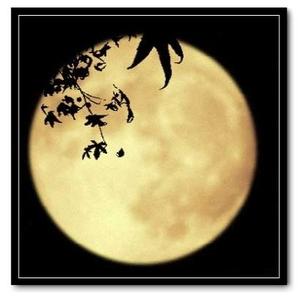 又是一年月圆时 又到一年月圆时