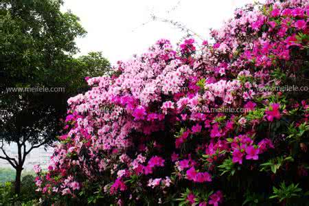 杜鹃花多少钱一株 杜鹃花 杜鹃花多少钱一株