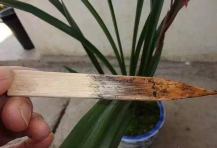 绿萝烂根了还要浇水吗 植物为什么会烂根，怎么简单知道植物是否该浇水？