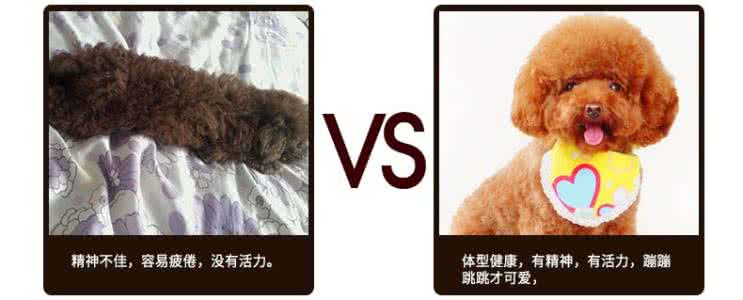 美毛粉金毛 该怎么正确使用狗狗美毛粉