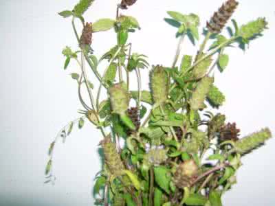 夏枯草降压茶 夏枯草 中药降压另一张王牌