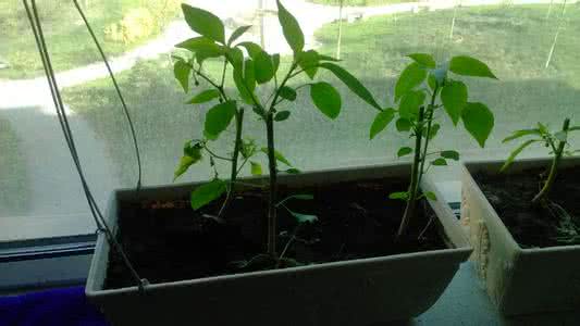 读史有学问 读史有学问 《家庭种菜》种子出芽播种有学问，芽的朝向别搞错