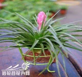 空气凤梨棉花糖的养殖 夏天空气凤梨的养殖要点