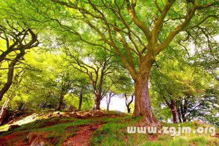 梦见大树 梦见树 梦见大树