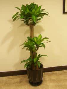 室内养什么花最好 室内花卉
