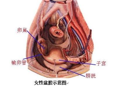 盆腔炎如何彻底治疗 腹痛的危害 腹痛难忍胃病可能是盆腔炎