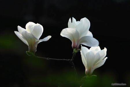 白玉兰花花语 白玉兰花花语 【白玉兰花语】白玉兰花代表了什么