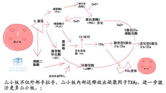 血小板下降的原因 血小板下降的原因 血小板下降原因?