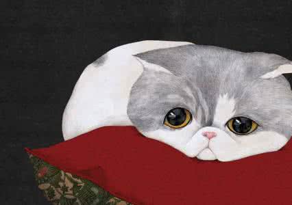 猫奴 90%猫奴最想下辈子变成猫的理由竟是它