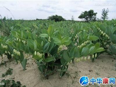 荷叶泽泻绞股蓝乌龙 荷叶泽泻绞股蓝乌龙 荷叶和泽泻能一起喝吗