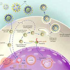 hbv病毒 hbv病毒 仅有1.2%的患者能够完全清除HBV病毒