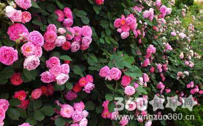 爱情花语大全 花语大全：各种花的爱情花语|花语大全