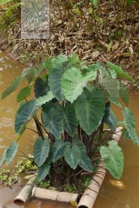 colocasia 野芋(Colocasia antiquorum)  