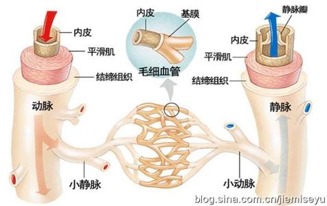 降血脂软化血管的药 招对方法来软化我们的血管、降血脂