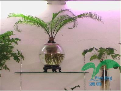 水培花卉视频 水培花卉集萃(视频)