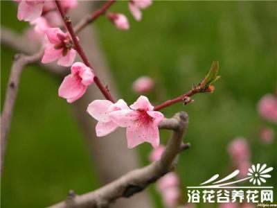 观赏桃花品种和图片 观赏桃花的主要品种