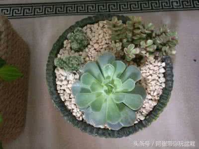 自制花盆方法及图片 学会这些方法,您还用买花盆?
