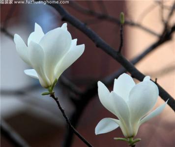 玉兰花的花语图片大全 玉兰花花语 玉兰花花语是什么 各种玉兰花的花语大全