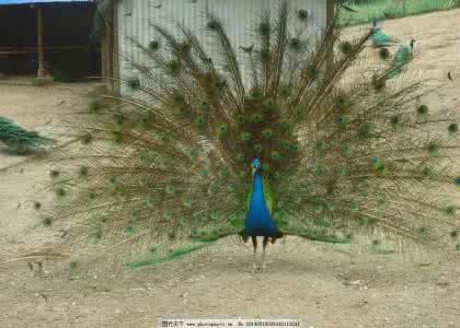 棒针孔雀花披肩图解 棒针模式----“孔雀展翅”