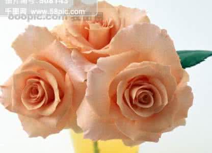 玫瑰花种子价格 三朵玫瑰花【情感美文】