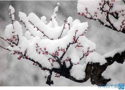 梅花的精神品质 梅花的精神，品质
