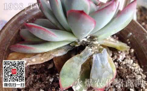 多肉植物烂根怎么办 多肉植物烂心怎么办？