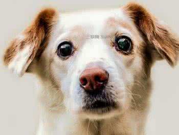 狗的眼睛怎么画 狗的眼睛怎么保护