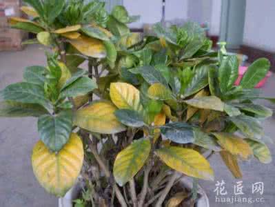 土培绿萝叶子发黄 花盆里的土发黄 为什么花盆里的花叶子容易发黄？