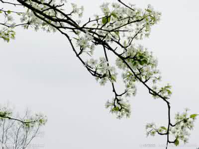 雨打梨花深闭门 描写梨花    雨打梨花深闭门