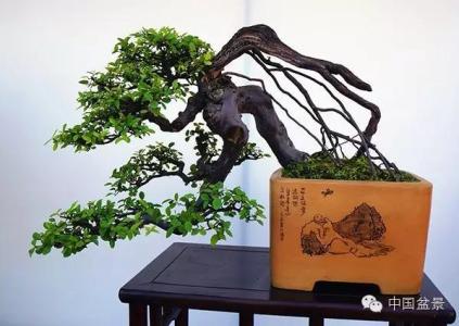 大阪松盆景怎样翻盆 盆景佳作欣赏与翻盆策略