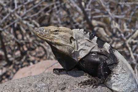 蜥蜴壁纸 圣埃斯特万岛黑叩壁蜥(图)