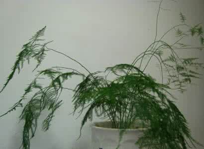 修剪文竹 视频 文竹需要剪枝吗