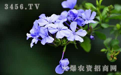 蓝雪花的花语 花语大全:蓝雪花的花语