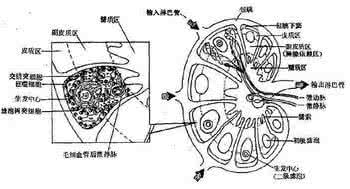 淋巴系统 免疫系统 第十二章淋巴(免疫)系统