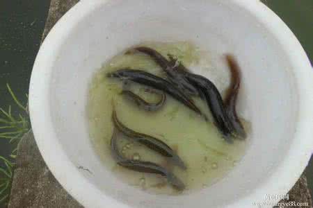 昨晚泥鳅死了还能吃吗 昨晚泥鳅死了还能吃吗 泥鳅死了还能吃吗