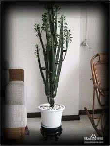 室内吸毒植物 室內吸毒植物大全!【圖文】