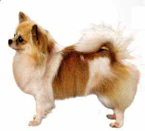 兽医挤狗狗寄生虫视频 兽医师提供的狗狗护眼要诀