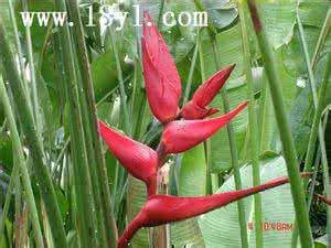红鸟蕉 红鸟蕉养殖方法及养护技巧