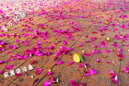 几许花落 几许回眸 几许花落，几许回眸，天长地久有时绝，一地相思无尽处
