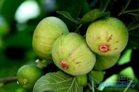 无花果有花吗 无花果 无花果有花吗