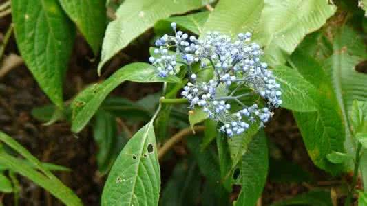 虎耳草科 黄常山(Dichroa febrifuga)，虎耳草科  