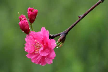 春雨绵绵是什么意思 春雨绵绵的意思 绵绵春雨是什么意思？