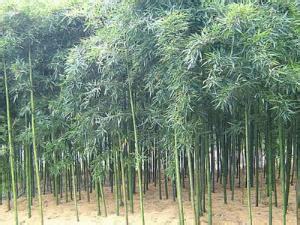 红壳雷竹 红壳雷竹(Phyllostachys incarnata)，禾本科  