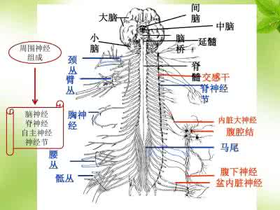 周围神经病的早期症状 周围神经疾病