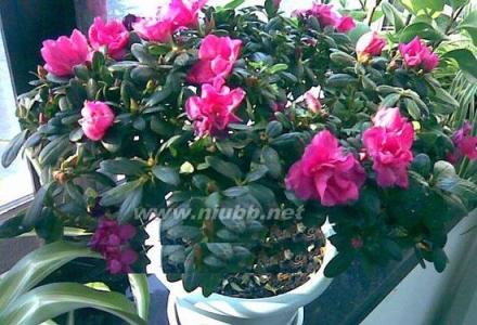 杜鹃花栽培技术 栽培 杜鹃花栽培技术