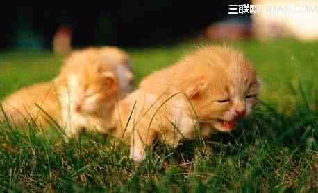 刚出生的小猫咪吃什么 刚出生小猫咪的护理