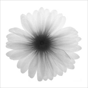 直播界的一股清流 野外的灰色“花朵”，是花朵界中的清流，即抑制艾滋又能抗肿瘤